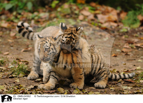 Siberian tiger / DMS-04562