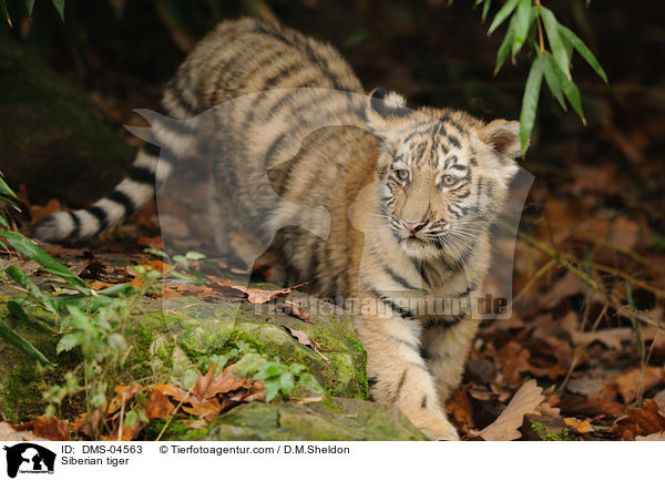 Siberian tiger / DMS-04563