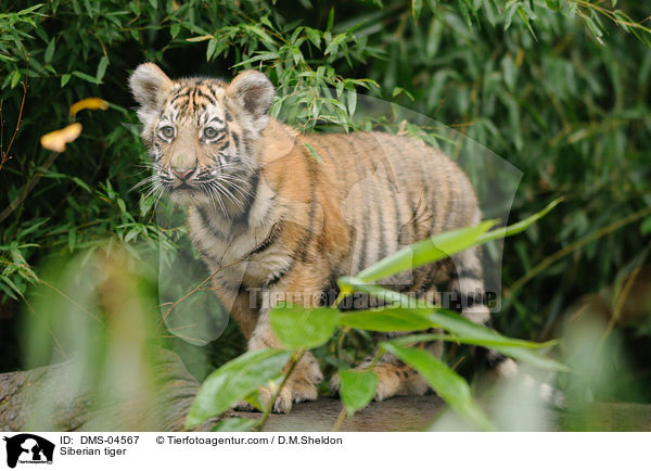 Siberian tiger / DMS-04567