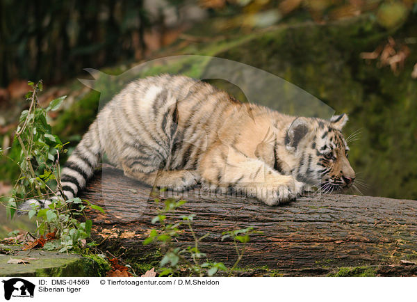 Siberian tiger / DMS-04569