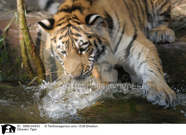 Siberian Tiger / DMS-04853