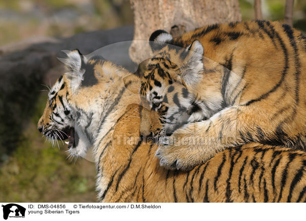 young Siberian Tigers / DMS-04856