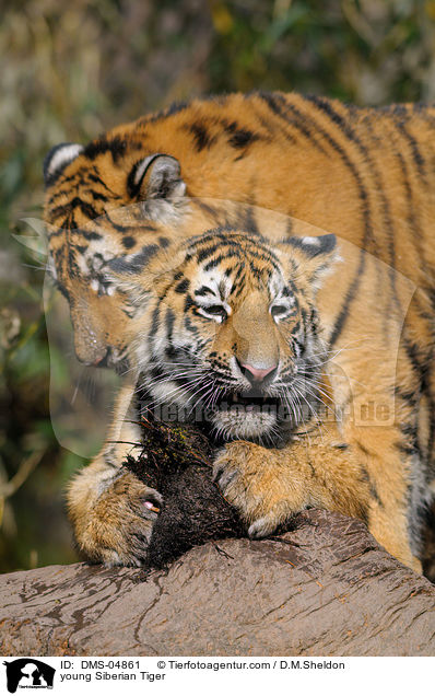 young Siberian Tiger / DMS-04861