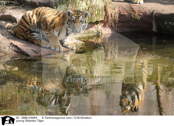 young Siberian Tiger / DMS-04864