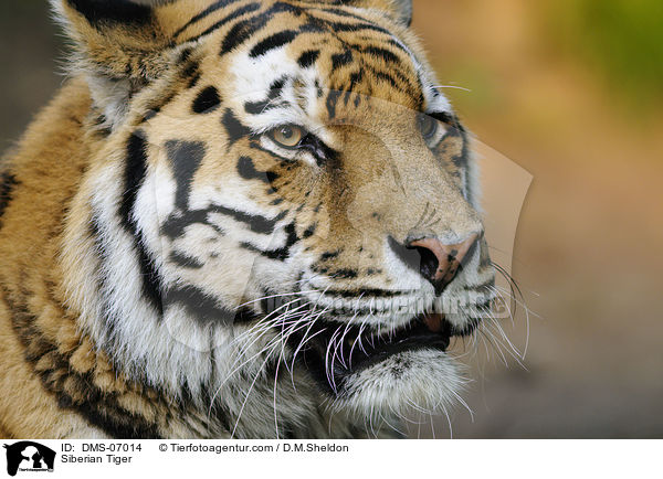 Siberian Tiger / DMS-07014