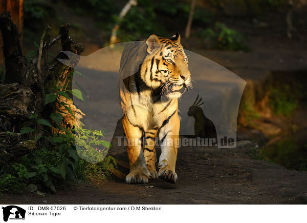 Siberian Tiger / DMS-07026