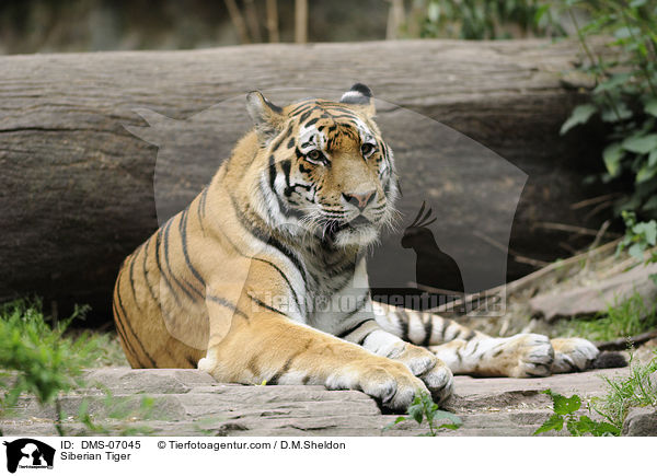 Siberian Tiger / DMS-07045