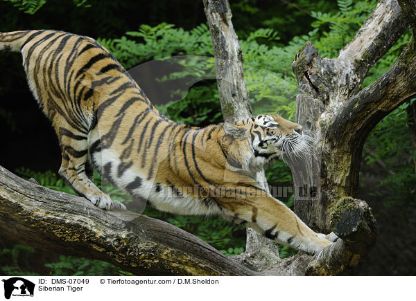 Amurtiger / Siberian Tiger / DMS-07049