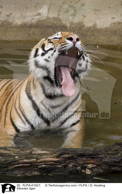 Siberian tiger / FLPA-01621