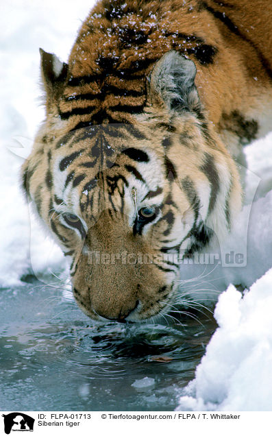 Siberian tiger / FLPA-01713