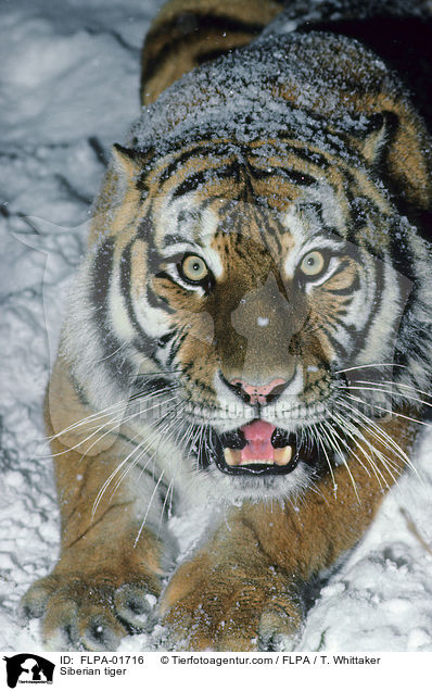 Siberian tiger / FLPA-01716
