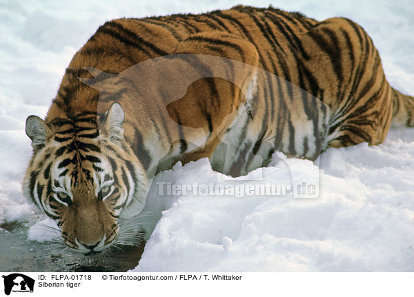 Siberian tiger / FLPA-01718