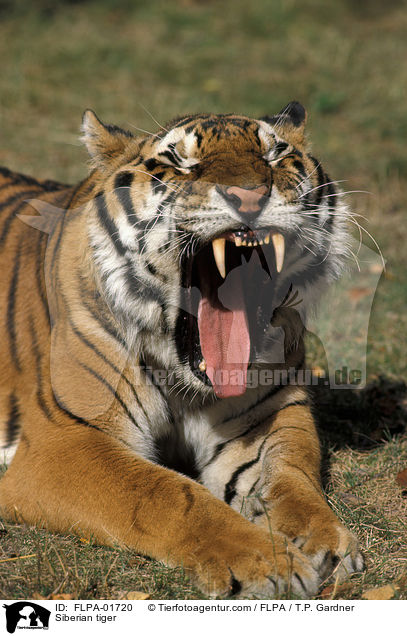Siberian tiger / FLPA-01720