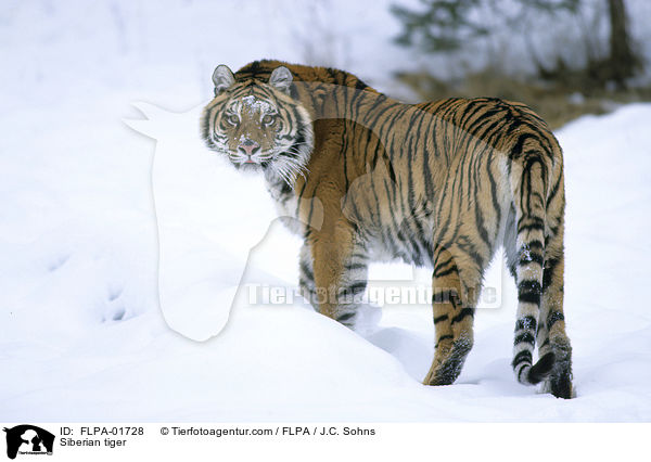 Siberian tiger / FLPA-01728