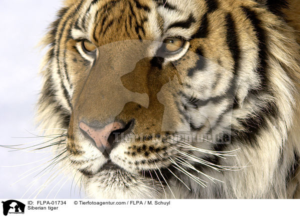 Siberian tiger / FLPA-01734