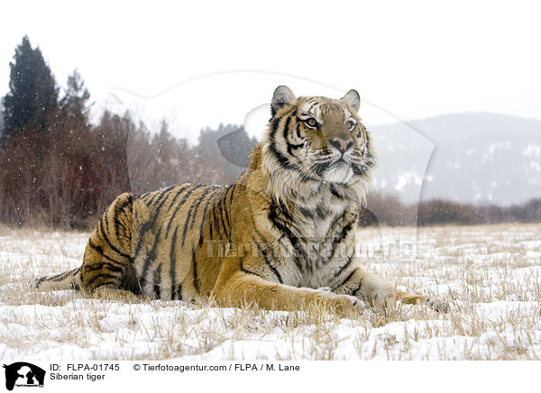 Siberian tiger / FLPA-01745