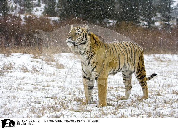 Amurtiger / Siberian tiger / FLPA-01746