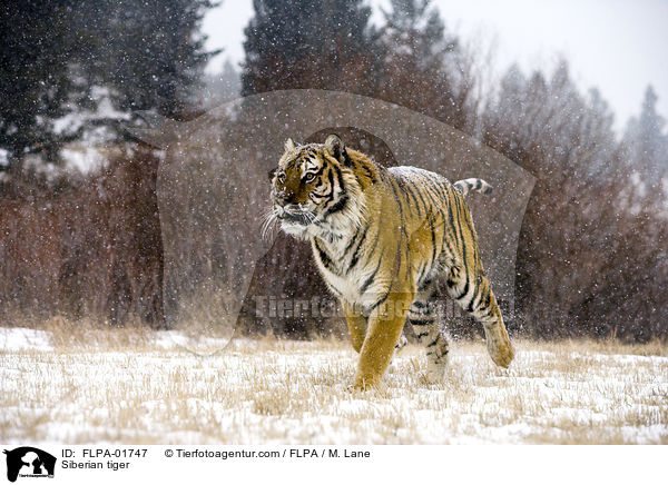 Siberian tiger / FLPA-01747