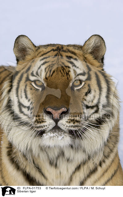 Siberian tiger / FLPA-01753