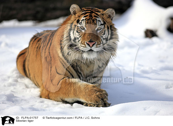 Siberian tiger / FLPA-01757