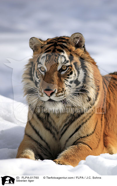 Siberian tiger / FLPA-01760
