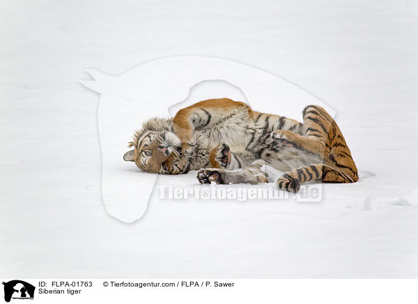 Siberian tiger / FLPA-01763
