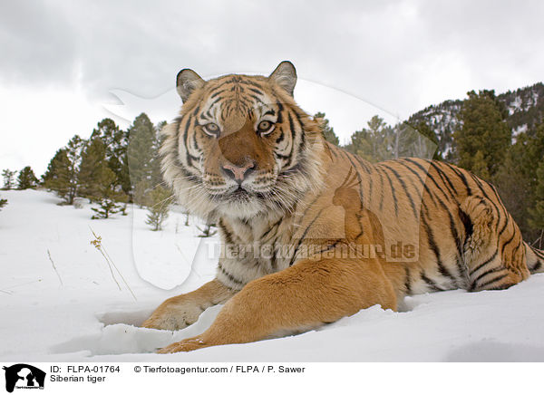 Siberian tiger / FLPA-01764