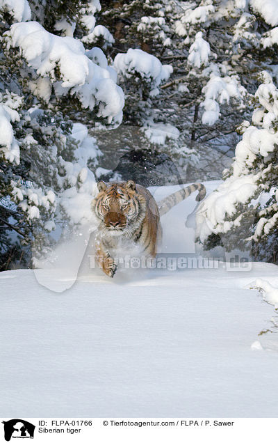 Siberian tiger / FLPA-01766