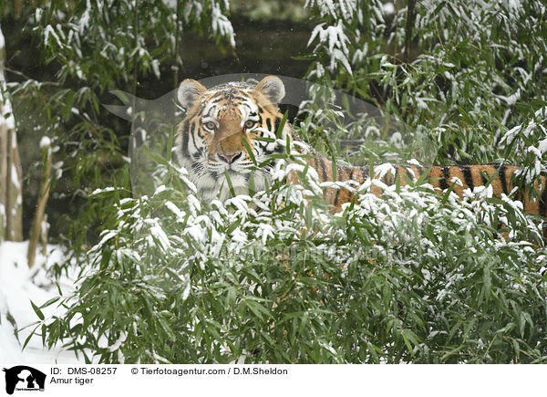 Amur tiger / DMS-08257