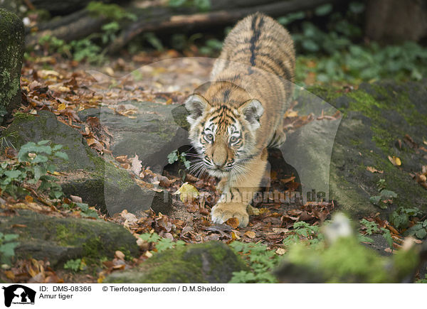 Amur tiger / DMS-08366
