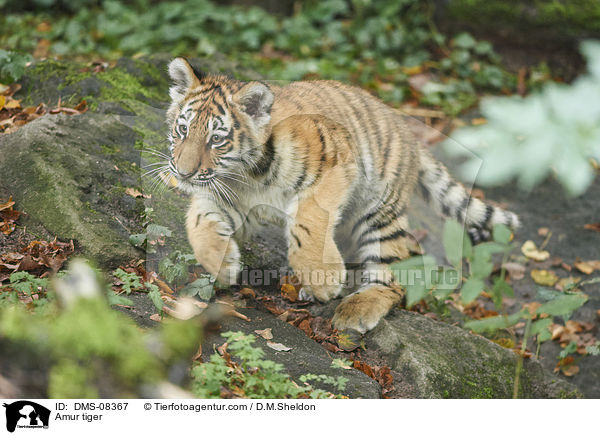 Amur tiger / DMS-08367