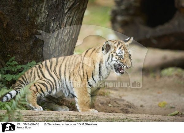 Amur tiger / DMS-08453