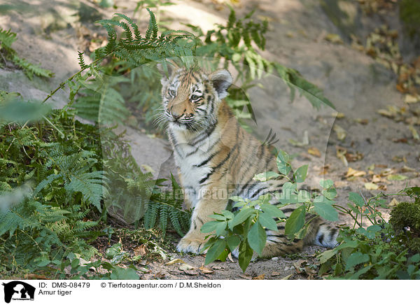 Amur tiger / DMS-08479