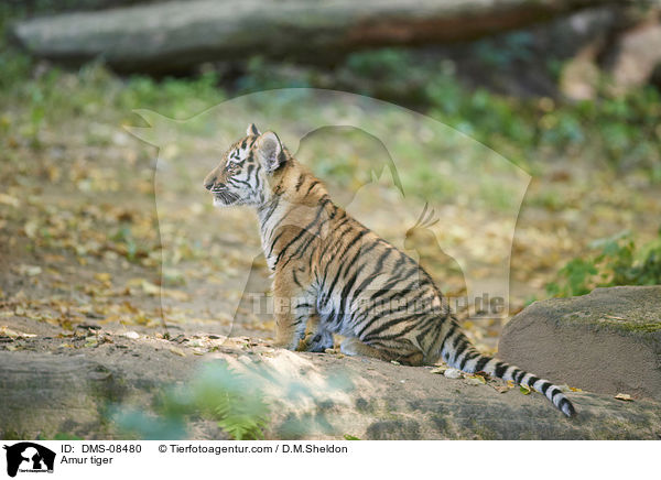 Amur tiger / DMS-08480