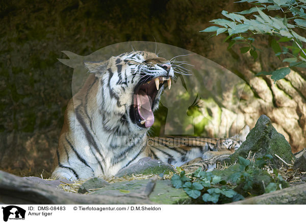 Amur tiger / DMS-08483