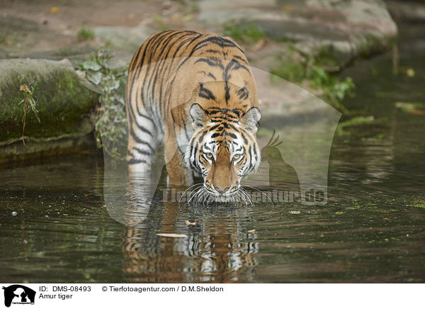 Amur tiger / DMS-08493