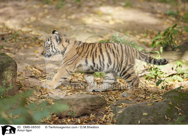 Amur tiger / DMS-08500