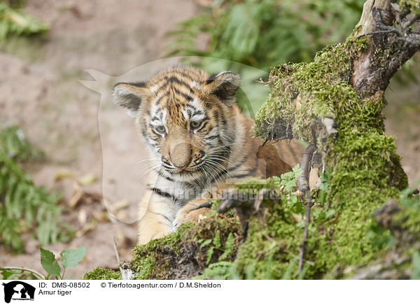 Amur tiger / DMS-08502