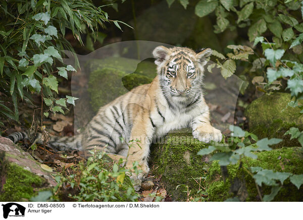 Amur tiger / DMS-08505