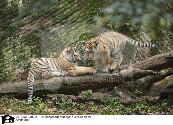 Amur tiger / DMS-08506