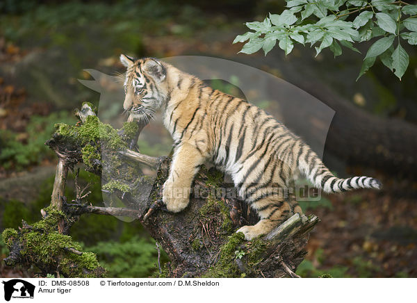 Amur tiger / DMS-08508