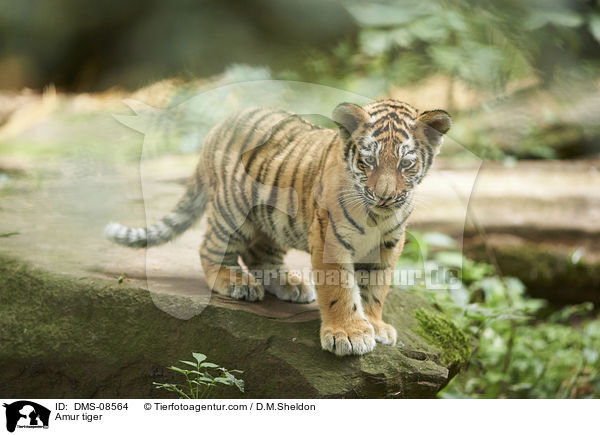 Amur tiger / DMS-08564