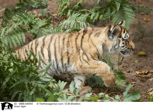Amur tiger / DMS-08565