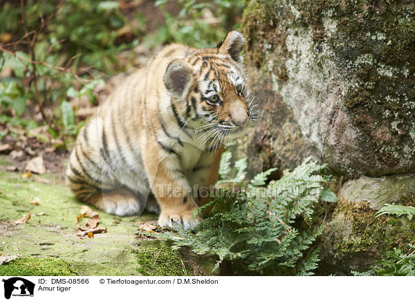 Amur tiger / DMS-08566