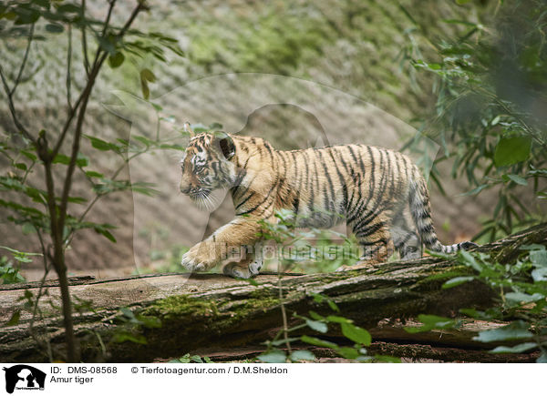 Amur tiger / DMS-08568