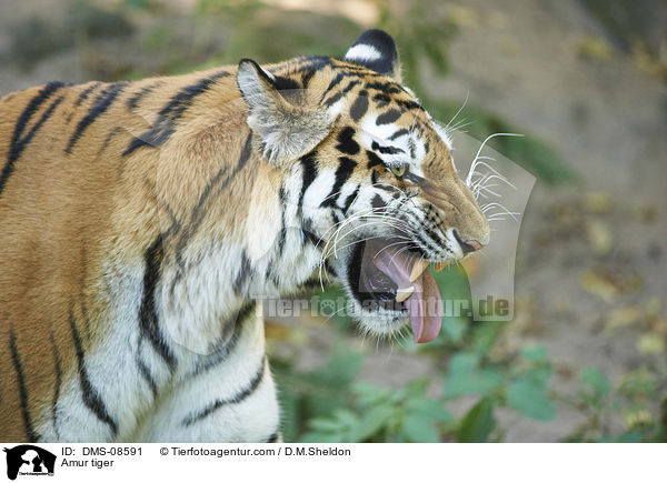 Amur tiger / DMS-08591