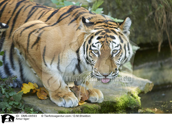 Amur tiger / DMS-08593