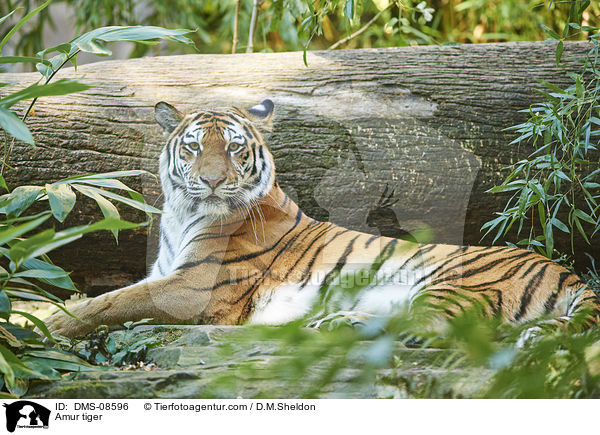Amur tiger / DMS-08596