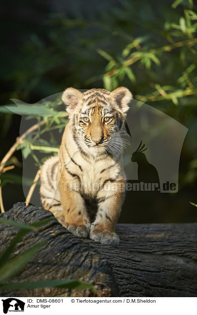 Amur tiger / DMS-08601