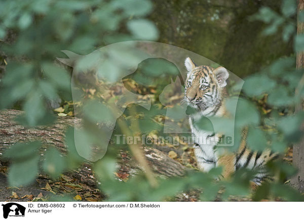 Amur tiger / DMS-08602